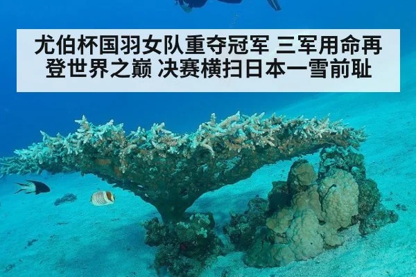 尤伯杯国羽女队重夺冠军 三军用命再登世界之巅 决赛横扫日本一雪前耻
